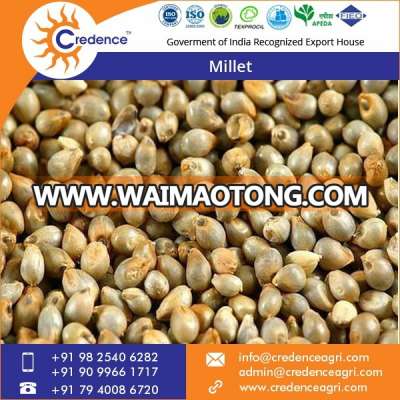 ISO Certified Company Export Indian Millet