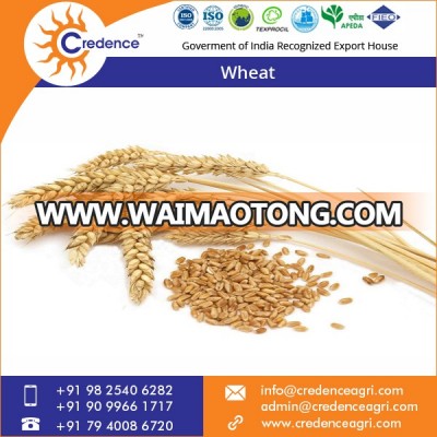 High-Nutrition Low Price Natural Wheat for Wholesale Purchase