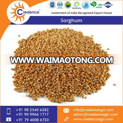 Excellent Quality Rich Ingredients Indian Sorghum Grains for Sale