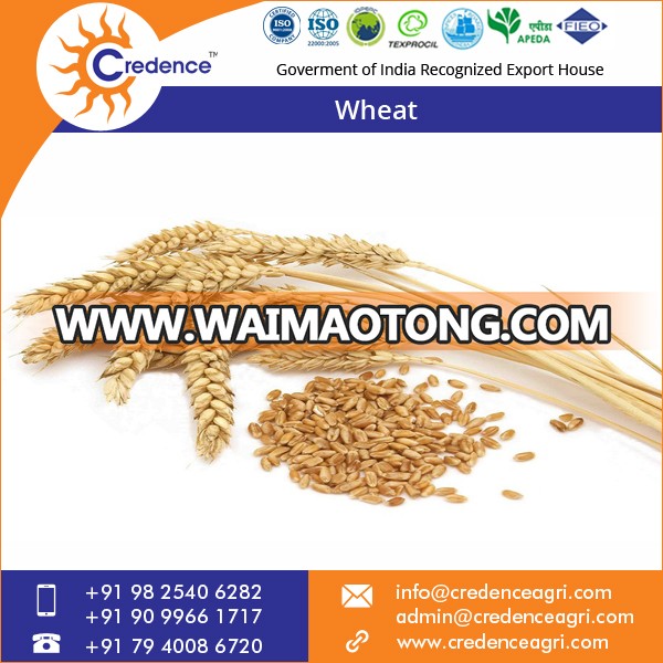 ISO Certified 100% Natural Wheat in Bulk